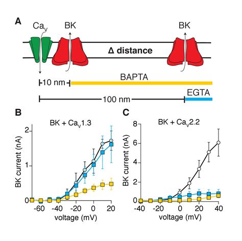 Figures And Data In Proximal Clustering Between Bk And Cav Channels