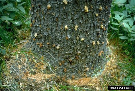 Pine Beetle Identification Life Cycle Facts And Pictures