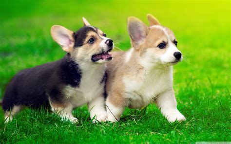 Cute Corgi Computer Wallpapers - Wallpaper Cave