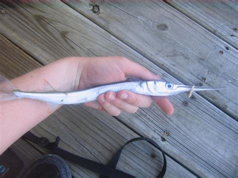 Needlefish, Redfin roughfish29 | www.roughfish.com