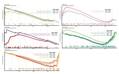 EPHA5 Mutation And Drug Selection Of LUAD Cells A Comparison Of The