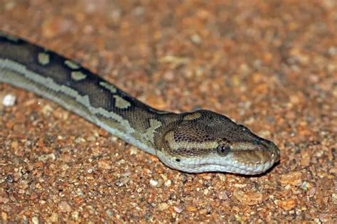 python anchietae facts diet habitat pictures  animaliabio