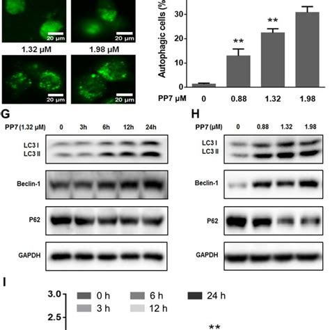 Induction Of Autophagy By PP7 In HepG2 Cells A Monodansylcadaverine