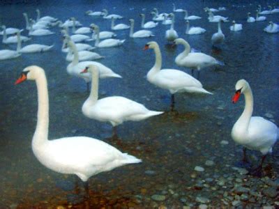 Experientia Docet: Poem of the Day - The Wild Swans At Coole