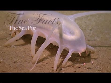 True Facts About the Sea Pig - The Awesomer