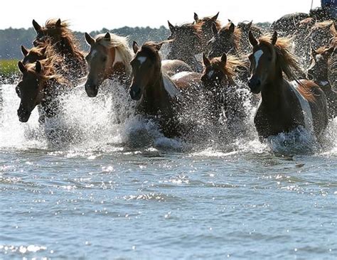 Photos: Chincoteague Wild Pony Swim Photos - ABC News