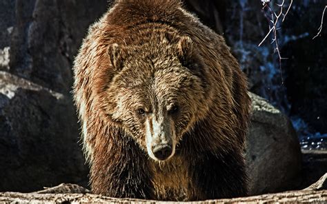 🔥 [40+] Grizzly Bear HD Wallpapers | WallpaperSafari