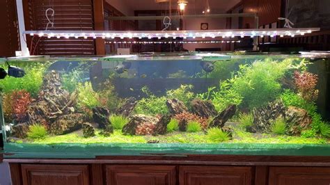 Fts Friday. My 200 gallon : PlantedTank | Gallon, Aquarium, Aquatic