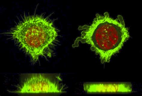 Cell deformation using microfluidic chip - Elveflow