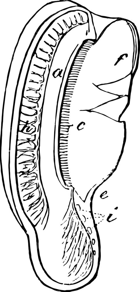 Vintage Illustration Of A Portion Of An Eagles Cochlea Vector, Vintage