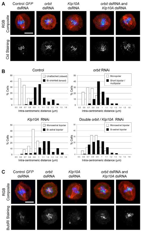 Double Orbit And Klp10a Depleted Cells Have Reduced Intra Centromeric