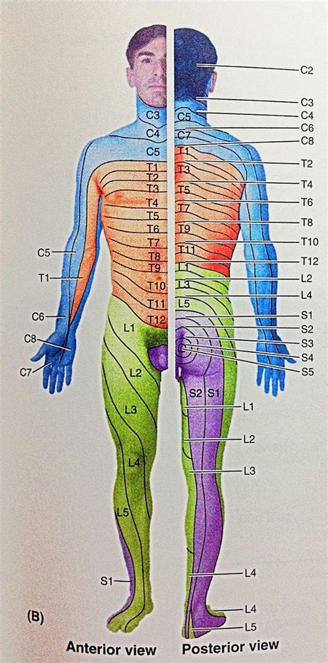 Dermatomes Head And Neck