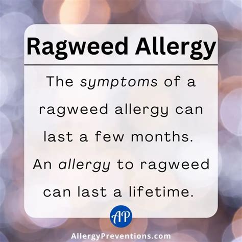 Ragweed Allergy 101 Guide To Understanding The Culprit