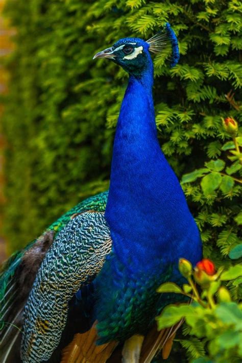 Indian Peacock 🦚 : r/peacocks