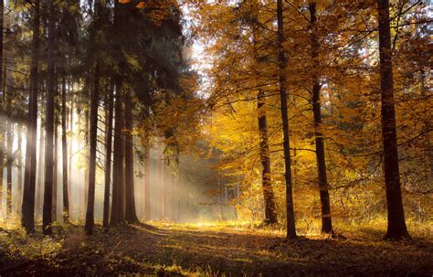 Foto Natur Herbst Wälder Bäume 2048x1311