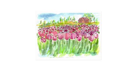 Pink Tulip Fields Watercolor Postcard | Zazzle.com