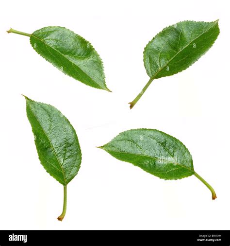 Apple Leaves Stock Photo: 31384937 - Alamy