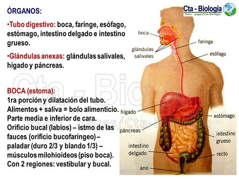 Biología Didáctica Ingeniería Ana Sistema Digestivo Hot Sex Picture