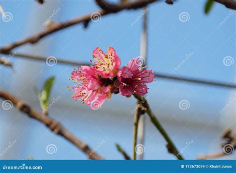 Pink Nectarine Garden State Flowers On The Tree In Early Spring Stock