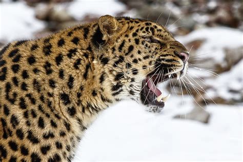 Leopard Snarl Photograph by Wes and Dotty Weber