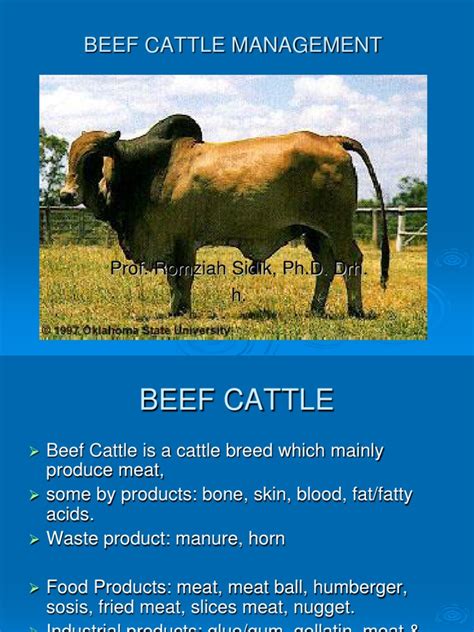 Beef Cattle Management Guide Pdf