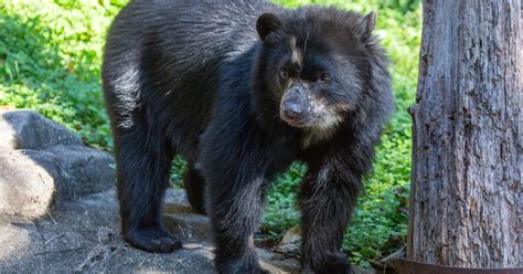 Rare species of bear gives birth to 2 cubs at Smithsonian's National ...