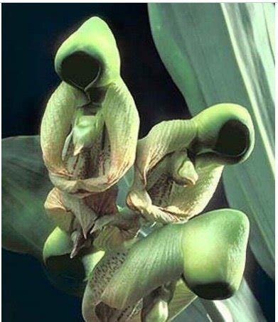 25 Seeds Holy Ghost Orchid Flower Exotic Tropical