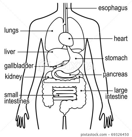 Human Body Organs Diagram Simple