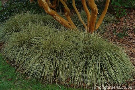 Carex Evergold Knoll Gardens Ornamental Grasses And Flowering Perennials Ornamental