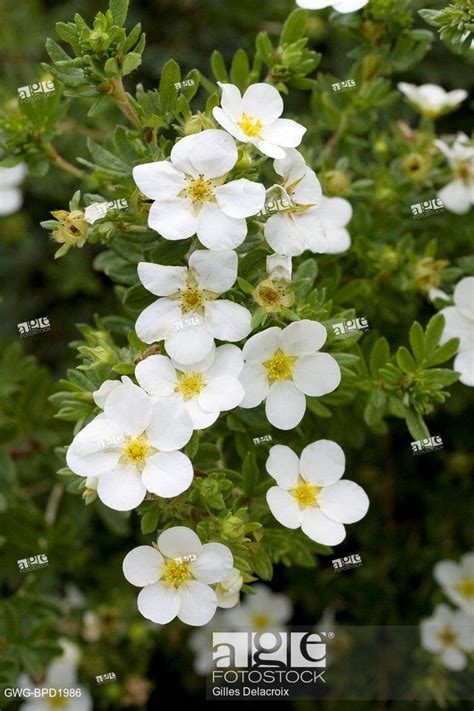 POTENTILLA FRUTICOSA MCKAY S WHITE Stock Photo Picture And Rights