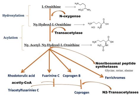 Jof Free Full Text Biosynthesis Pathways Transport Mechanisms And