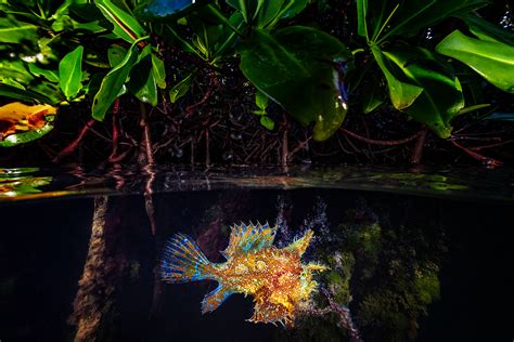 A Rare And Occasional Encounter Mangrove Photography Awards Print