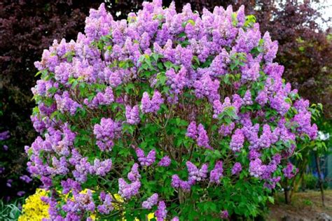 How to Grow Common Lilac Flowering Shrubs - Clean Air Gardening