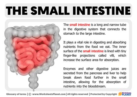 What Is Small Intestine Definition Of Small Intestine