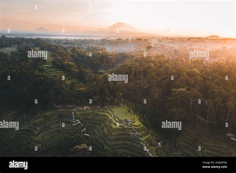 Dramatic Sunrise Over The Tegallalang Rice Terraces With The Gunung