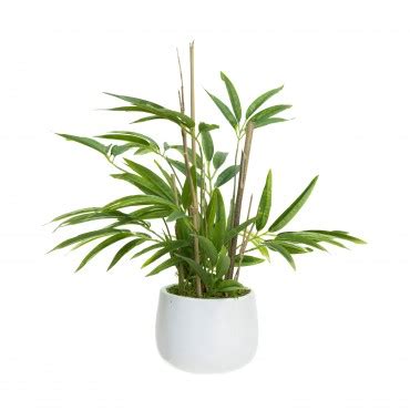 Zen Bamboo plant in white pot - Urban Willow