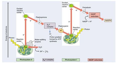 C Photosynthesis Biology4isc