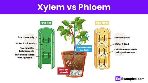 Xylem vs Phloem - Key Differences Explained