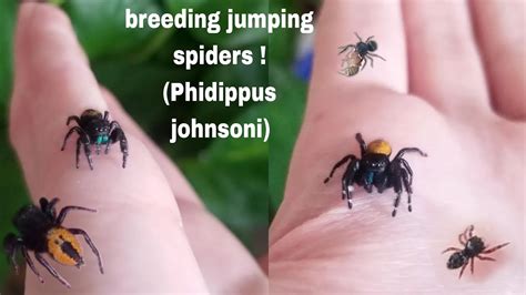 Breeding Phidippus Johnsoni Jumping Spiders YouTube