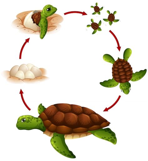 Ciclo De Vida De La Tortuga Vector Premium