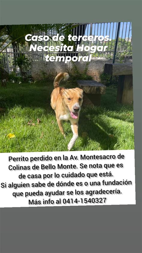 Red De Apoyo Canino On Twitter Recuerdan Este Caso Del Perrito