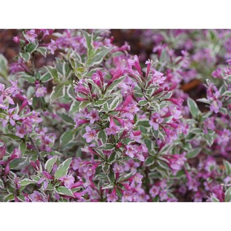 Proven Winners 1 Gal My Monet Purple Effect Weigela Live Plant Purple Flowers Weiprc1116101