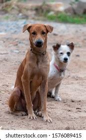 124 Aspin dog breed Images, Stock Photos & Vectors | Shutterstock