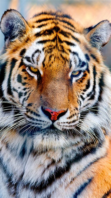 Tiger Iphone 5 Wallpaper