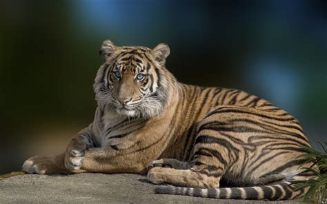 Papel De Parede Para Celular Animais Focinho Tigre Gato Grande