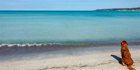 Spiagge Per Cani Libere O Attrezzate Le Ordinanze