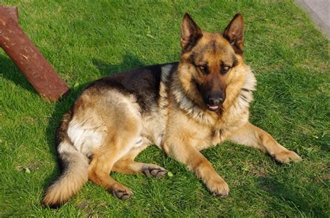 German Shepherd Breed Guide Learn About The German Shepherd