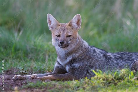 Pampas Grey fox in Pampas grass environment, La Pampa province ...