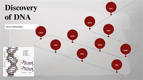 Timeline for the Discovery of DNA by Grace Schmadeke on Prezi