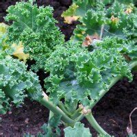 Chou Fris Halbhoher Gr Ner Krauser Brassica Oleracea Bio Semences